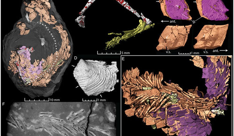 El coprolito que se cree que proviene de un pez. Qvarnström et al, Sci. Reports (2017)